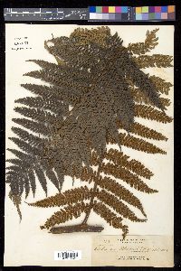 Dicksonia blumei image