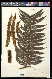 Dicksonia blumei image