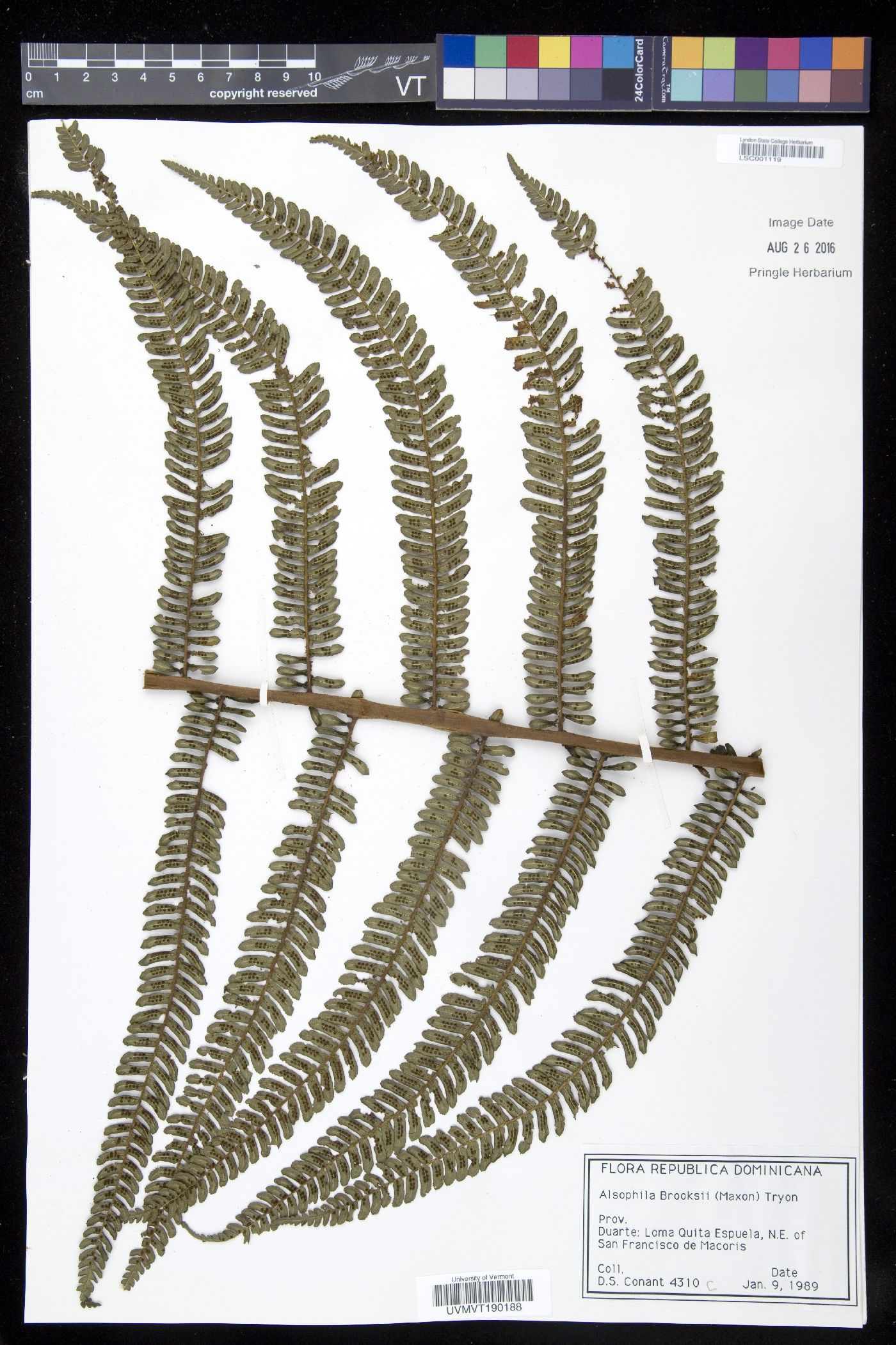 Alsophila brooksii image