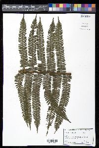 Cyathea abbottii image