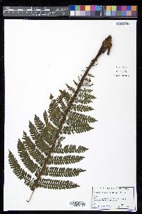 Cyathea abbottii image