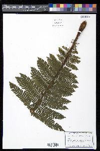 Cyathea abbottii image