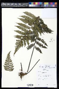 Cyathea elongata image