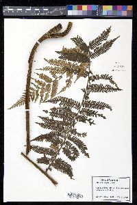 Cyathea elongata image