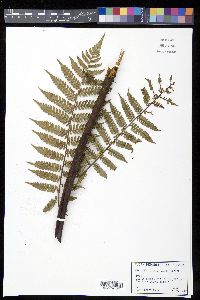 Cyathea fulgens image