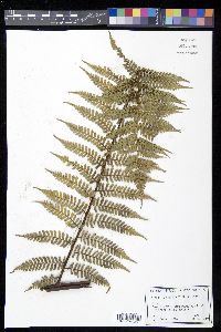 Cyathea fulgens image