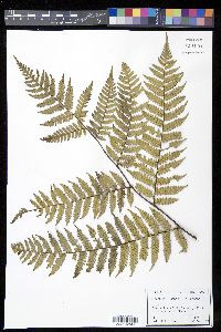 Cyathea fulgens image