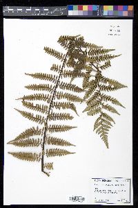 Cyathea fulgens image