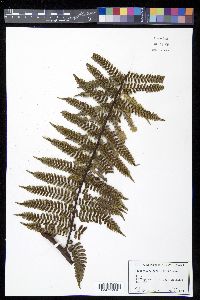 Cyathea fulgens image