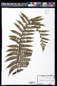 Cyathea fulgens image