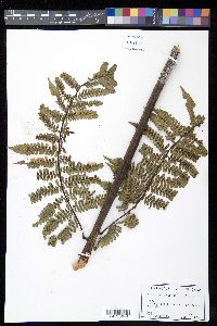 Cyathea fulgens image