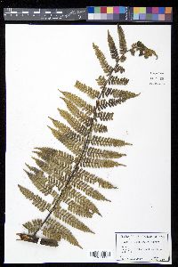 Cyathea fulgens image