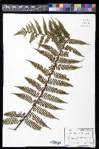 Cyathea fulgens image