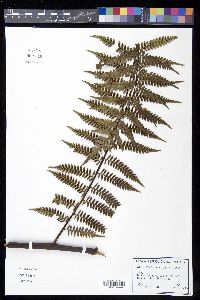 Cyathea fulgens image