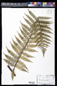 Cyathea fulgens image