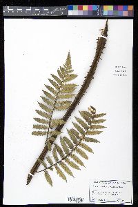 Cyathea fulgens image