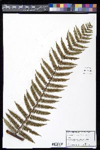 Cyathea fulgens image