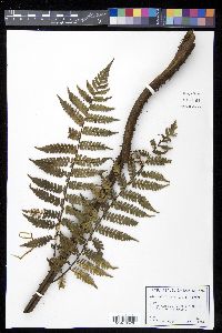 Cyathea fulgens image