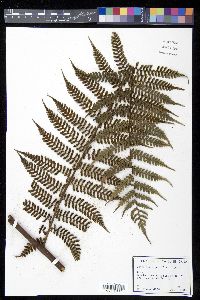 Cyathea fulgens image