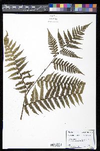 Cyathea fulgens image