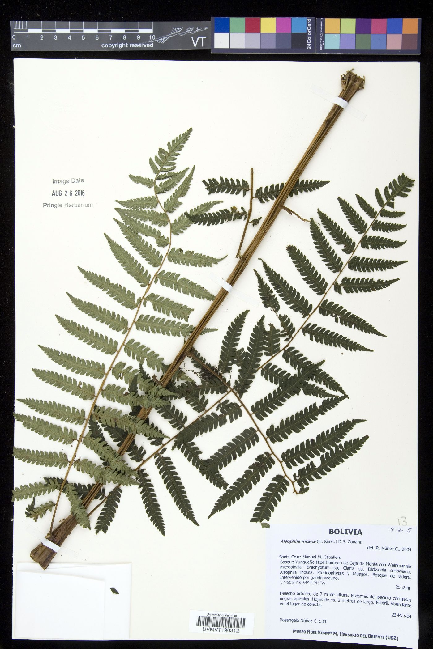 Alsophila incana image