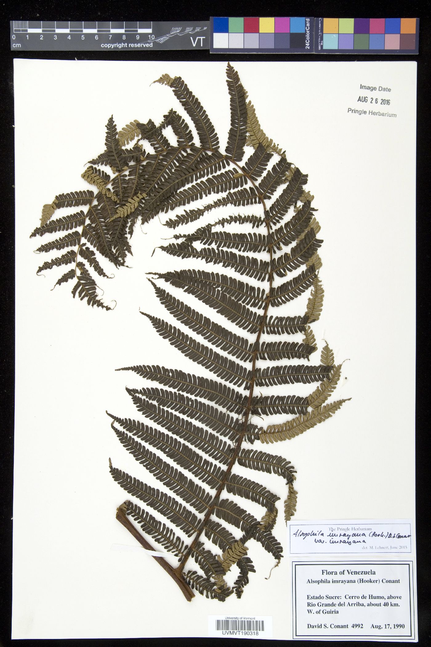 Alsophila imrayana image
