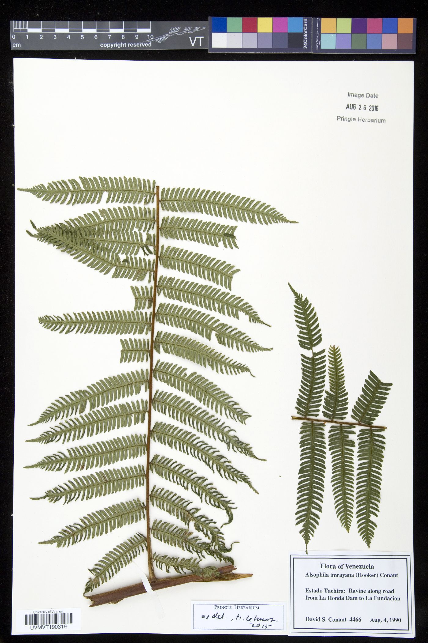 Alsophila imrayana image