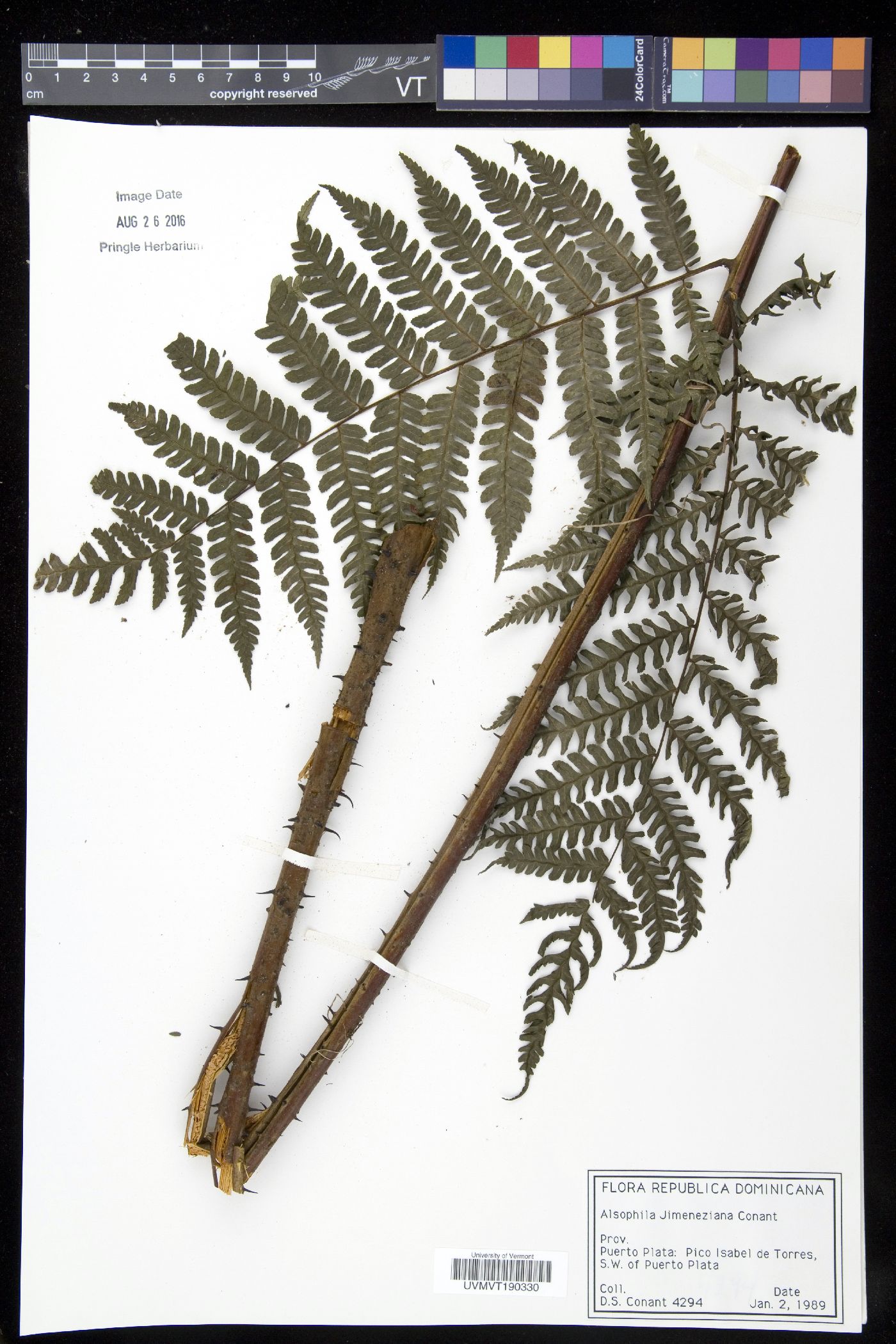 Cyathea crassa image