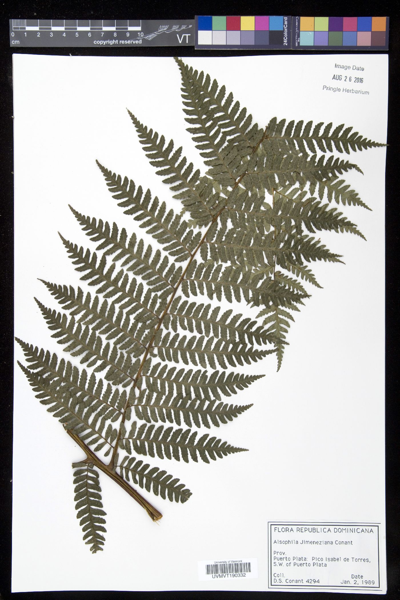 Cyathea crassa image