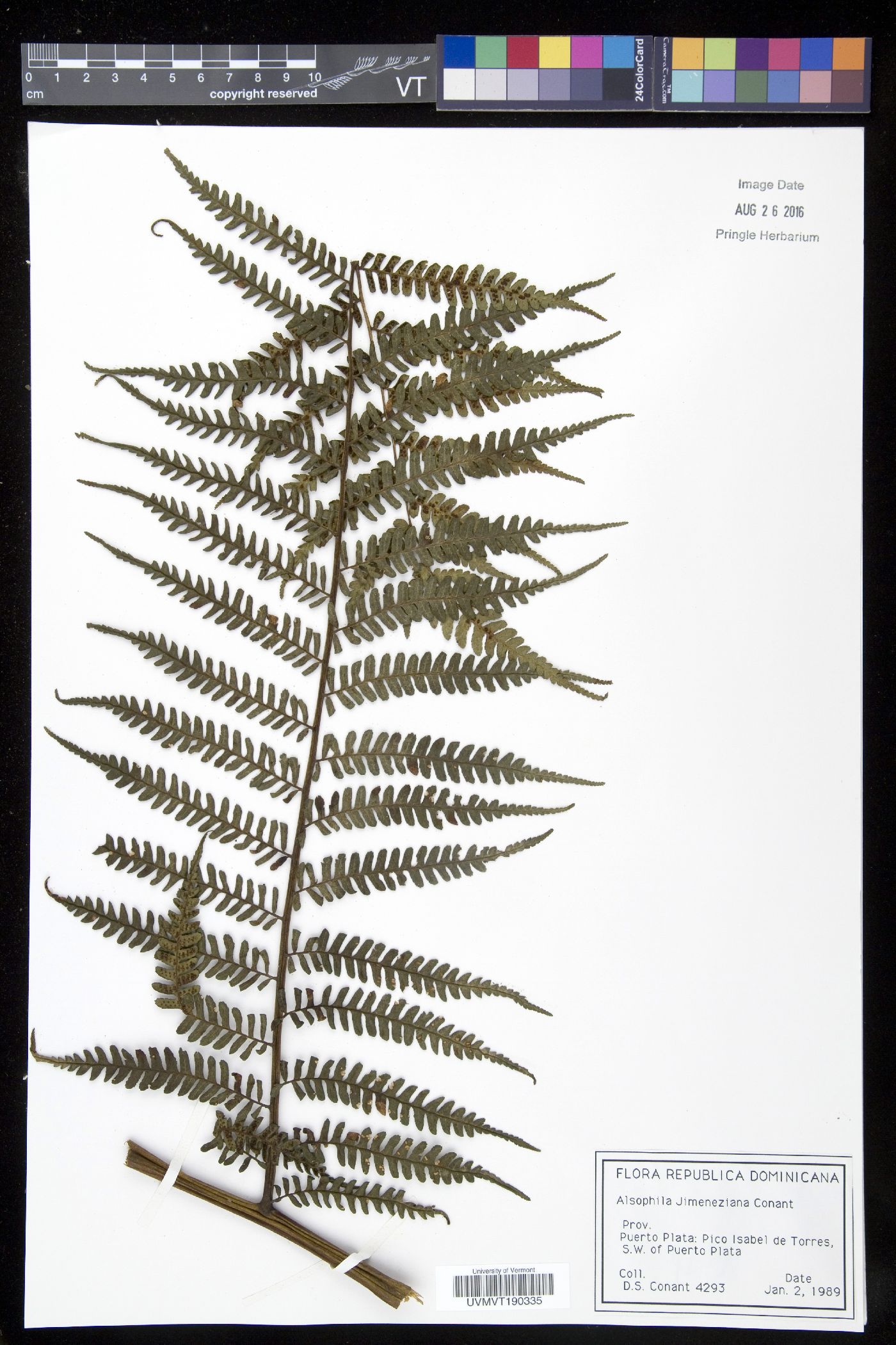 Cyathea crassa image