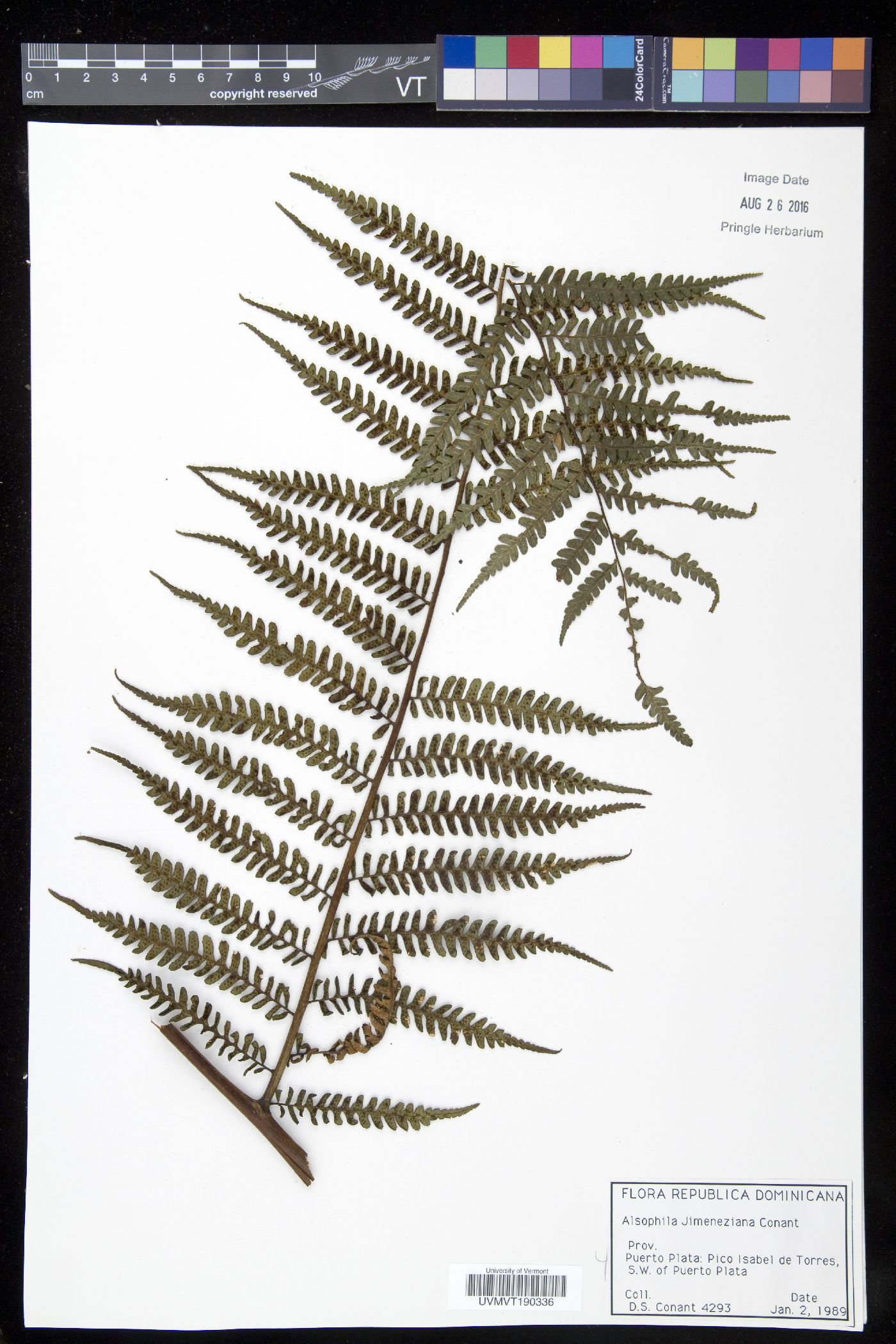 Cyathea crassa image