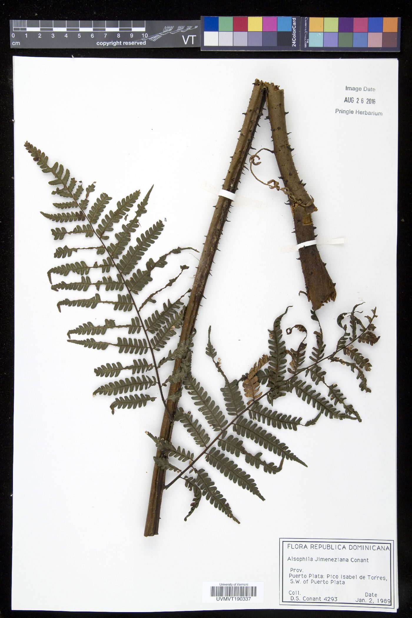 Cyathea crassa image