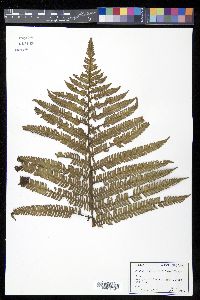 Cyathea minor image