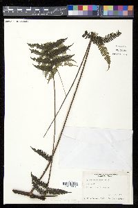 Alsophila polystichoides image