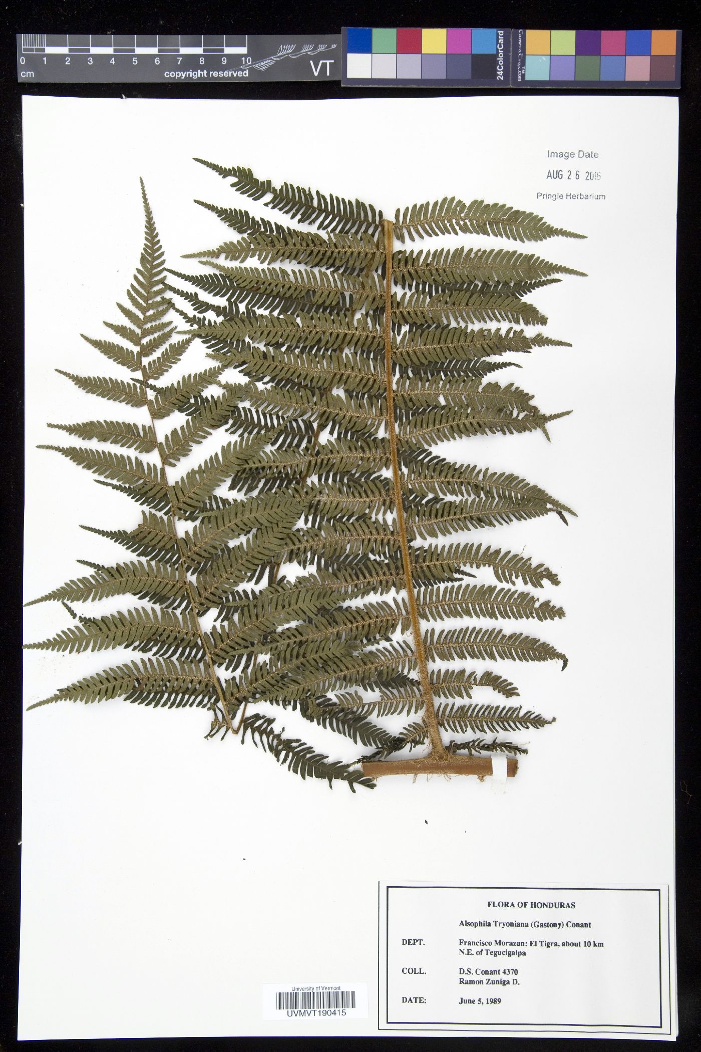 Cyathea tryoniana image