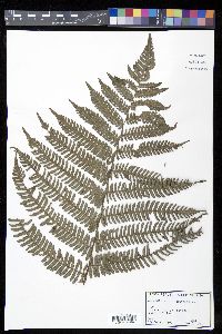 Cyathea urbanii image