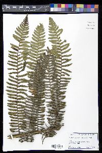 Cyathea urbanii image