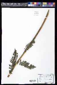 Cyathea urbanii image