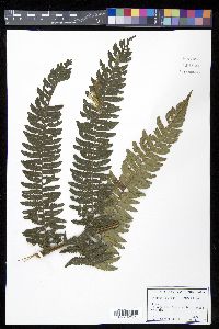 Cyathea urbanii image