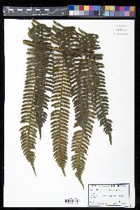 Cyathea urbanii image