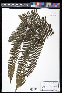 Cyathea urbanii image