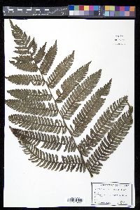 Cyathea urbanii image