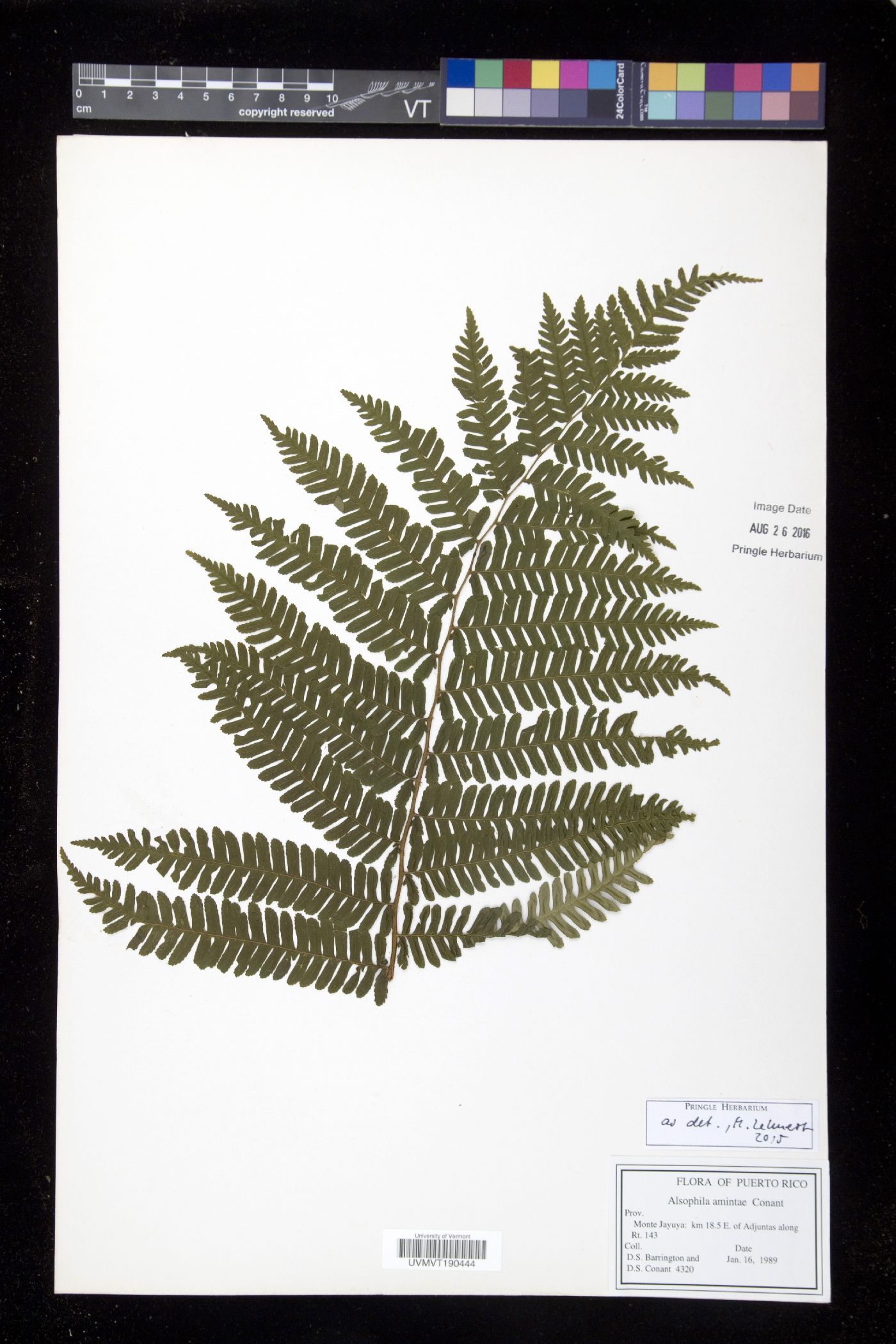 Alsophila amintae image