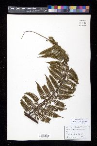 Cyathea fulgens image