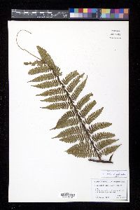 Cyathea fulgens image