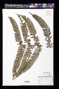 Cyathea urbanii image