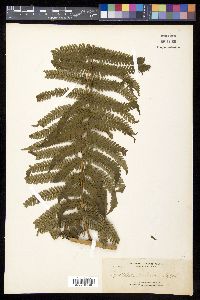 Cyathea elmeri image