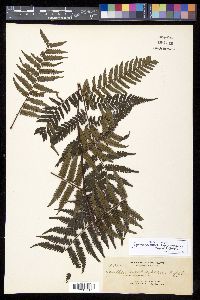 Gymnosphaera atropurpurea image