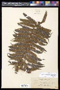 Cyathea heterochlamydea image