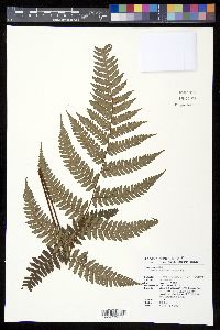 Cyathea metteniana image